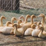 奇异果体育官网:为您提供最全面的体育赛事分析与预测 odifs