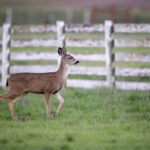 106期开奖结果震撼揭晓,幸运号码花落谁家? dyitnivss