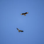 106开奖网最新开奖结果查询与号码走势分析 t02gc